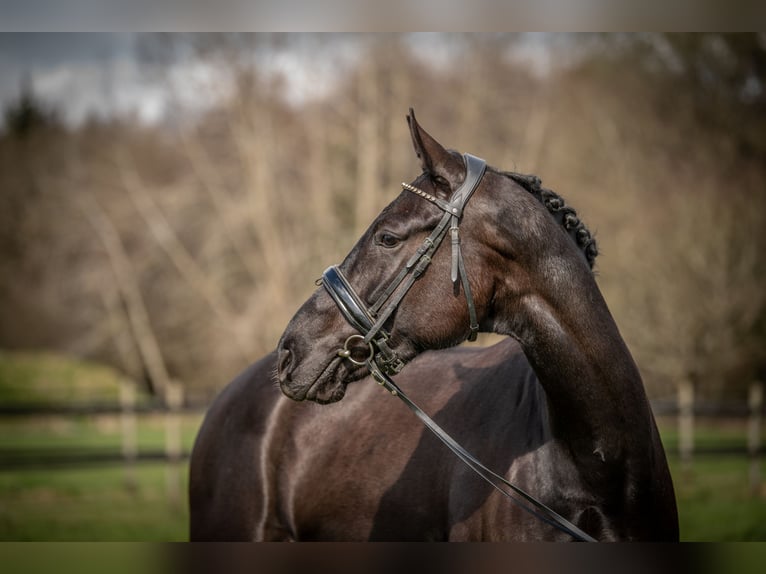KWPN Merrie 4 Jaar 166 cm Zwart in Heinzenbach