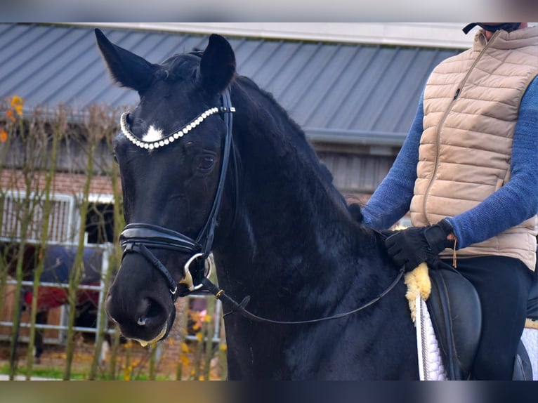 KWPN Merrie 4 Jaar 166 cm Zwart in Neuss