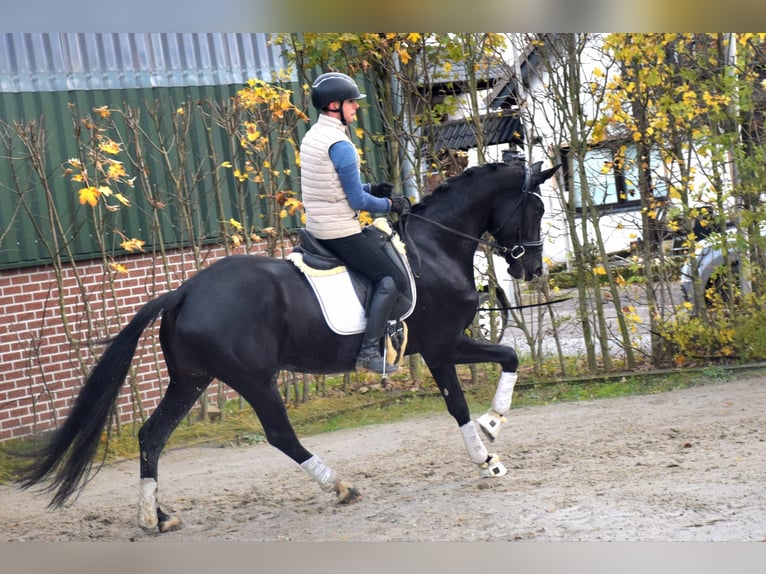 KWPN Merrie 4 Jaar 166 cm Zwart in Neuss