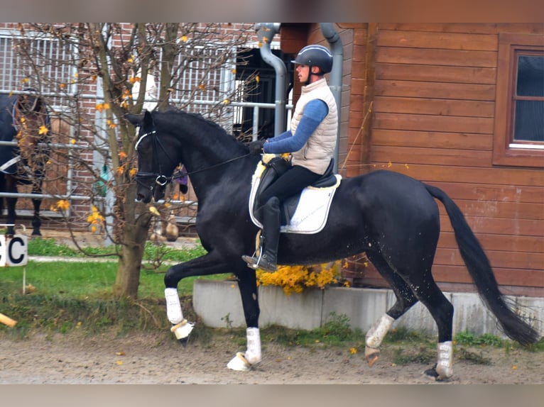 KWPN Merrie 4 Jaar 166 cm Zwart in Neuss