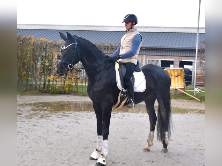 KWPN Merrie 4 Jaar 166 cm Zwart in Neuss