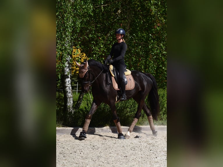 KWPN Merrie 4 Jaar 166 cm Zwart in Kicin