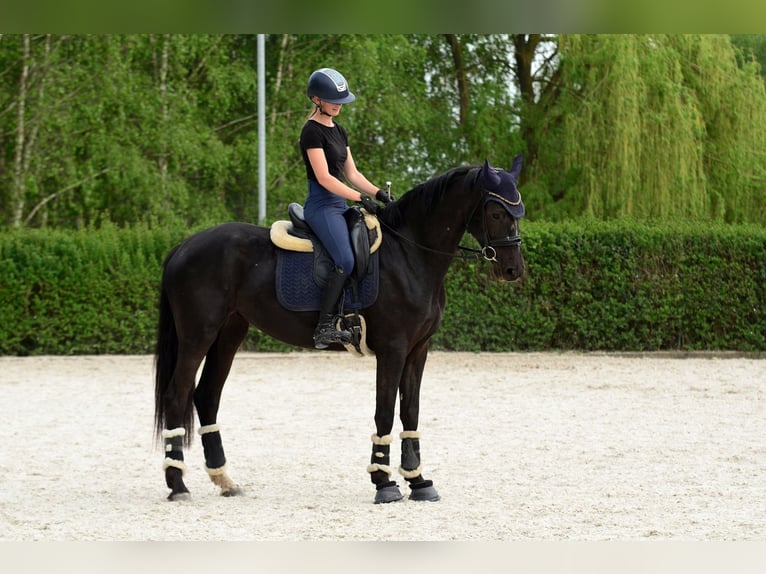 KWPN Merrie 4 Jaar 166 cm Zwart in Kicin