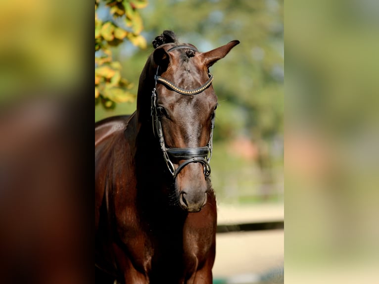 KWPN Merrie 4 Jaar 166 cm Zwart in Xanten