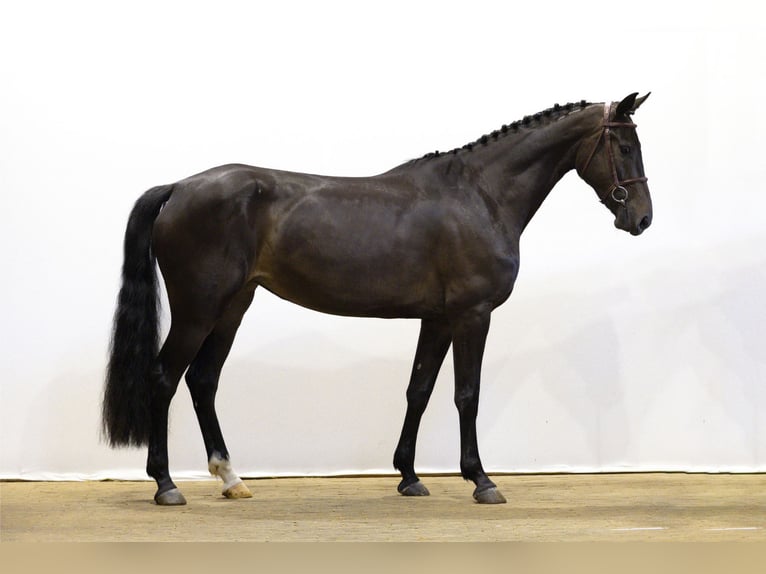 KWPN Merrie 4 Jaar 166 cm Zwart in Waddinxveen