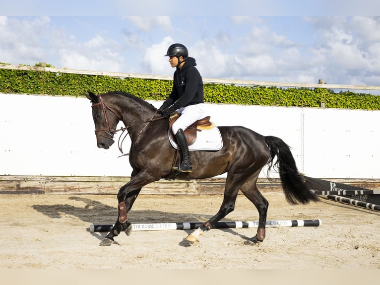 KWPN Merrie 4 Jaar 166 cm Zwart in Waddinxveen