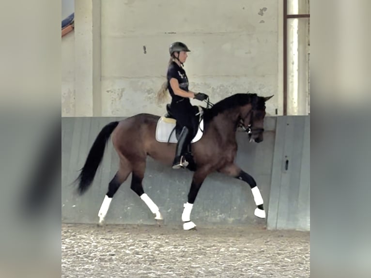 KWPN Merrie 4 Jaar 167 cm Bruin in Radegast