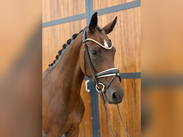 KWPN Merrie 4 Jaar 167 cm Bruin in Münster