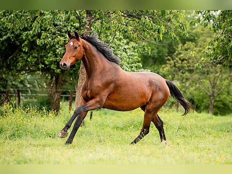 KWPN Merrie 4 Jaar 167 cm Bruin in Sankt Vith