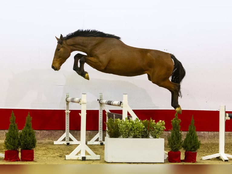 KWPN Merrie 4 Jaar 167 cm Bruin in Waddinxveen