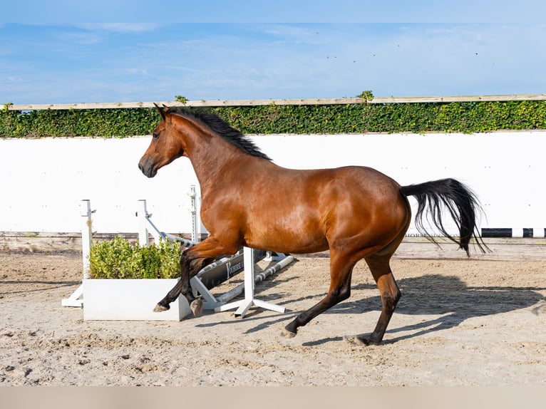 KWPN Merrie 4 Jaar 167 cm Bruin in Waddinxveen