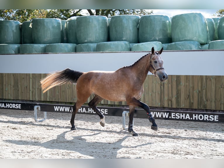 KWPN Merrie 4 Jaar 167 cm Champagne in GROTE-BROGEL