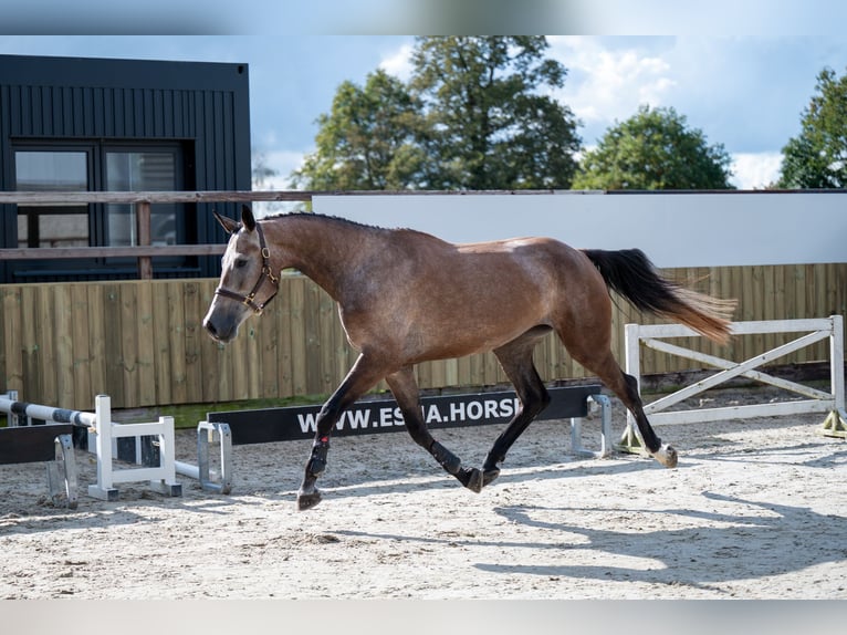 KWPN Merrie 4 Jaar 167 cm Champagne in GROTE-BROGEL