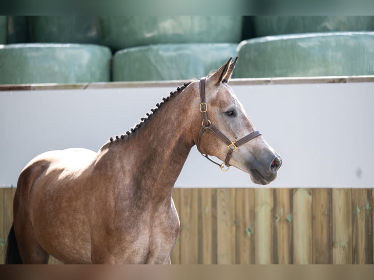 KWPN Merrie 4 Jaar 167 cm Champagne in GROTE-BROGEL