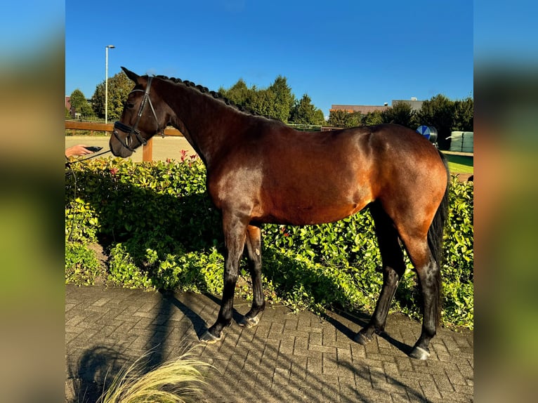 KWPN Merrie 4 Jaar 167 cm Donkerbruin in Horst