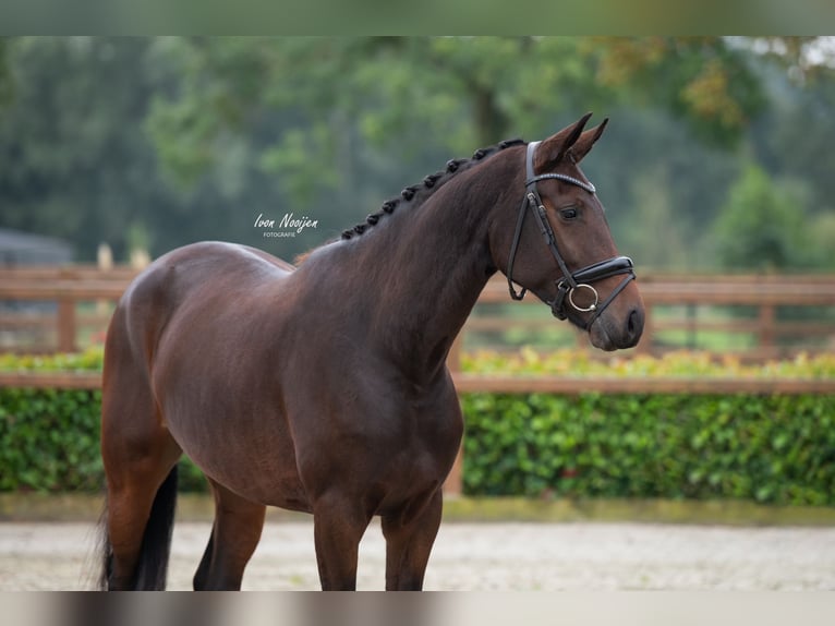 KWPN Merrie 4 Jaar 167 cm Donkerbruin in Horst