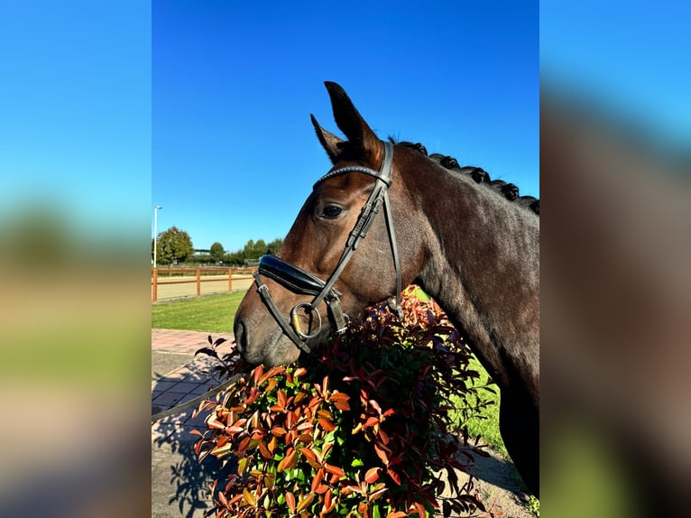 KWPN Merrie 4 Jaar 167 cm Donkerbruin in Horst