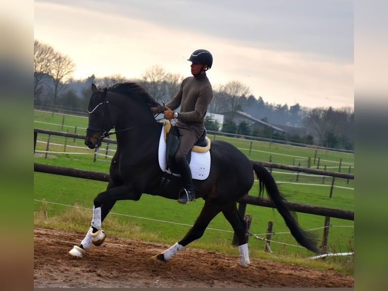 KWPN Merrie 4 Jaar 167 cm Donkerbruin in Neuss