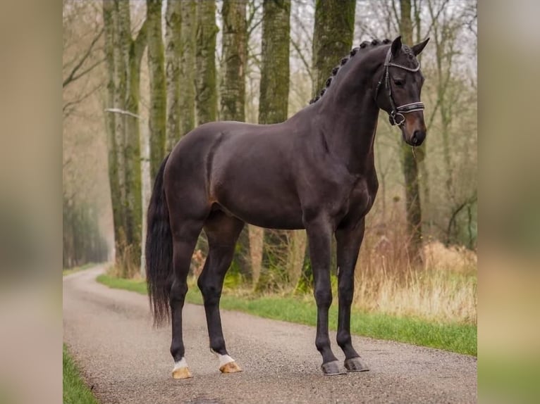 KWPN Merrie 4 Jaar 167 cm Donkerbruin in Neuss