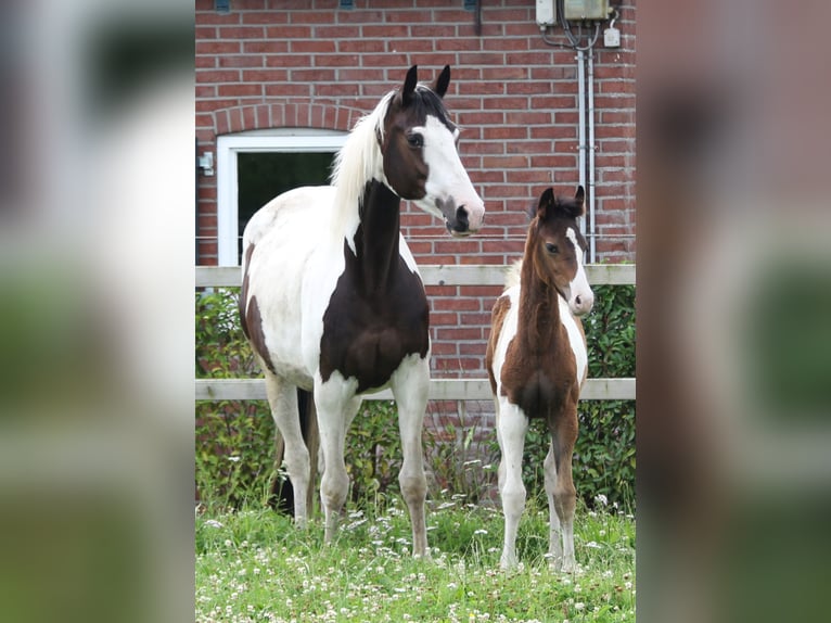 KWPN Merrie 4 Jaar 167 cm Gevlekt-paard in De Heurne