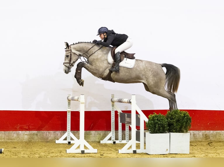 KWPN Merrie 4 Jaar 167 cm  in Waddinxveen