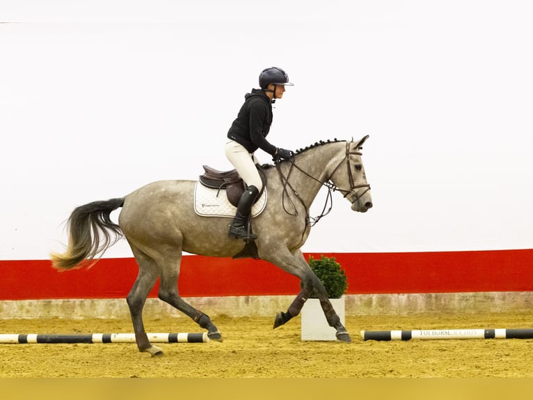 KWPN Merrie 4 Jaar 167 cm  in Waddinxveen