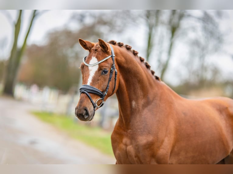 KWPN Merrie 4 Jaar 167 cm Vos in Emlichheim