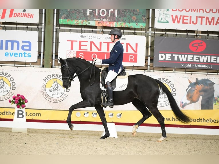 KWPN Merrie 4 Jaar 167 cm Zwart in Groot-Ammers