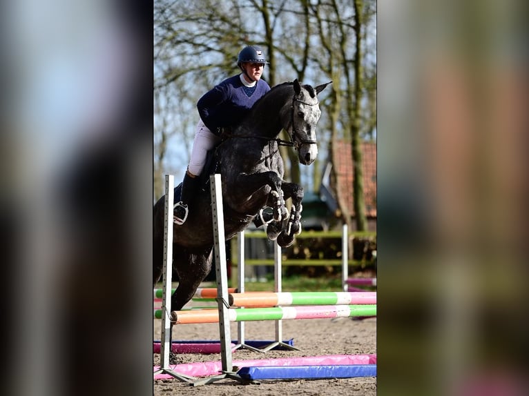 KWPN Merrie 4 Jaar 168 cm Blauwschimmel in Asten