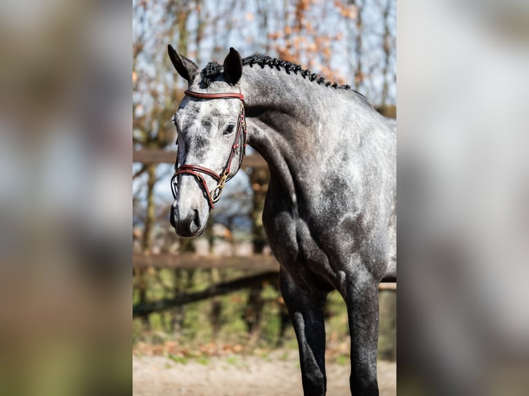 KWPN Merrie 4 Jaar 168 cm Blauwschimmel in Asten
