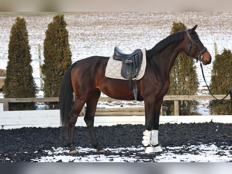 KWPN Merrie 4 Jaar 168 cm Bruin in St Marein bei Graz