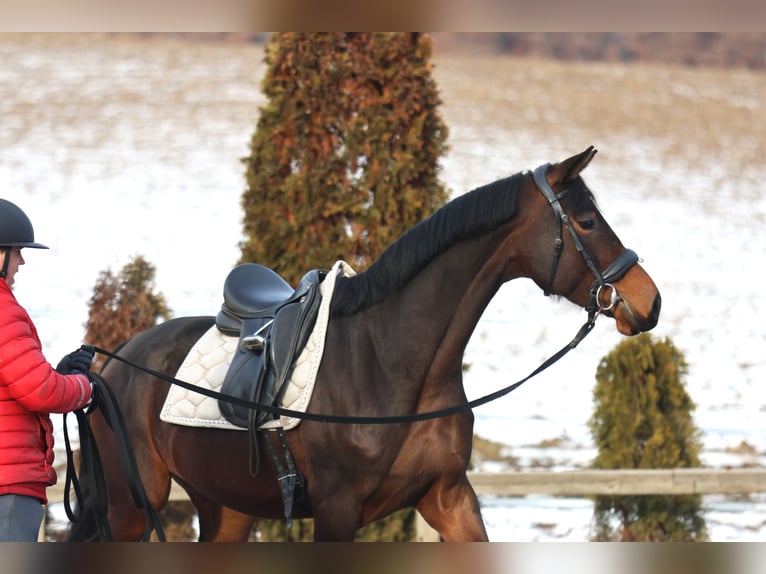 KWPN Merrie 4 Jaar 168 cm Bruin in St Marein bei Graz