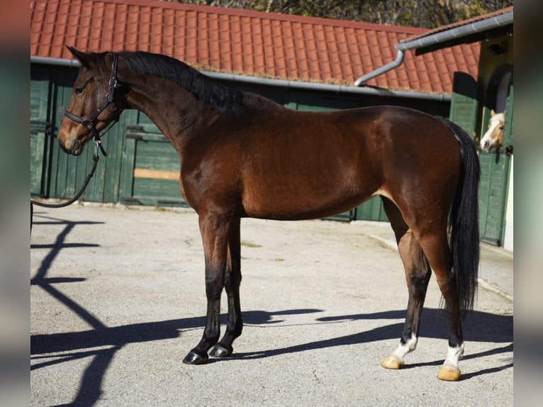 KWPN Merrie 4 Jaar 168 cm Bruin in Murska Soboda