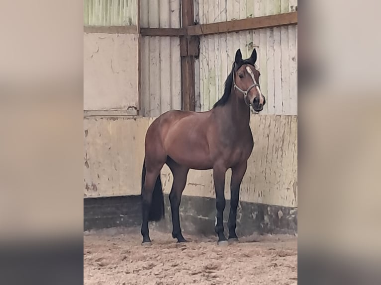 KWPN Merrie 4 Jaar 168 cm Bruin in Messel