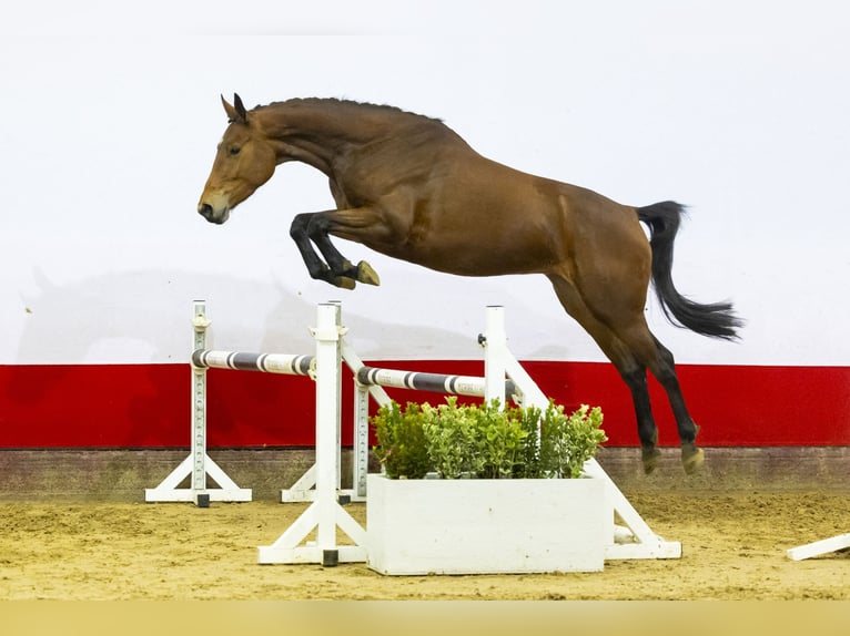 KWPN Merrie 4 Jaar 168 cm Bruin in Waddinxveen