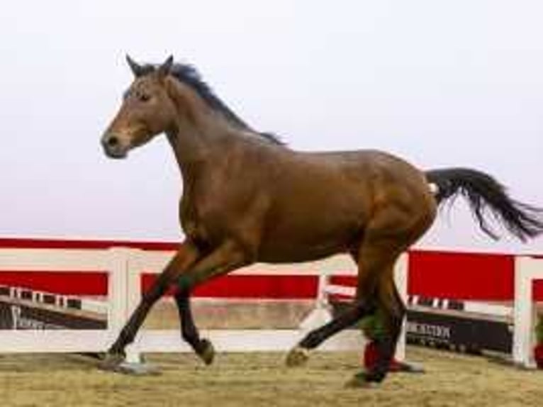 KWPN Merrie 4 Jaar 168 cm Bruin in Waddinxveen