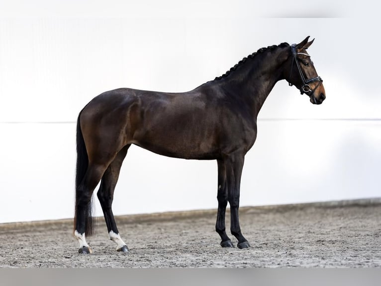 KWPN Merrie 4 Jaar 168 cm Donkerbruin in Geesteren