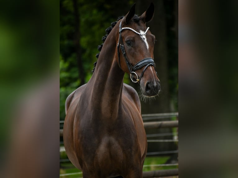 KWPN Merrie 4 Jaar 168 cm Donkerbruin in Loon op Zand