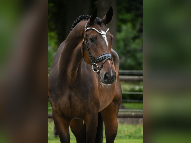 KWPN Merrie 4 Jaar 168 cm Donkerbruin in Loon op Zand