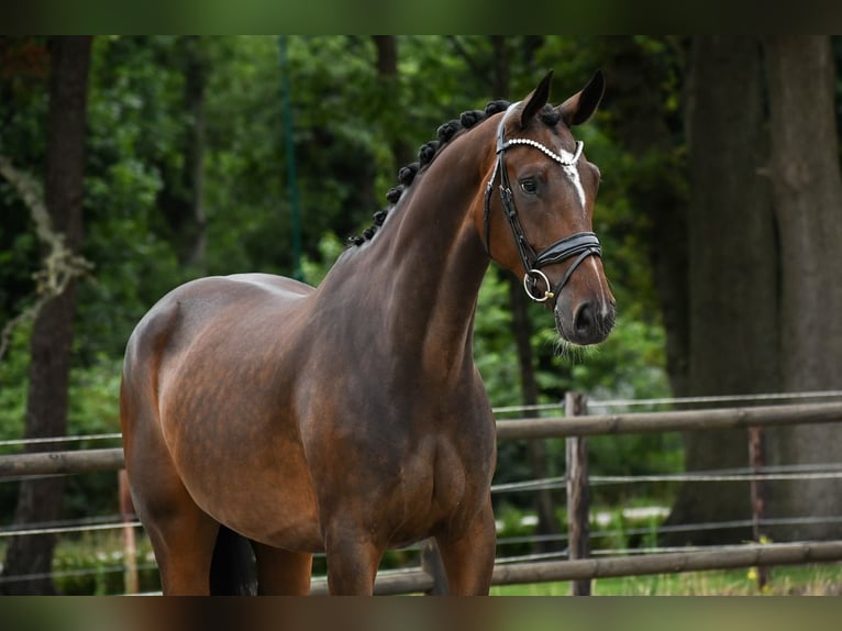 KWPN Merrie 4 Jaar 168 cm Donkerbruin in Loon op Zand