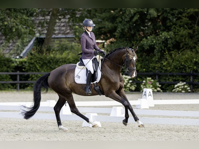 KWPN Merrie 4 Jaar 168 cm Donkerbruin in Rheezerveen