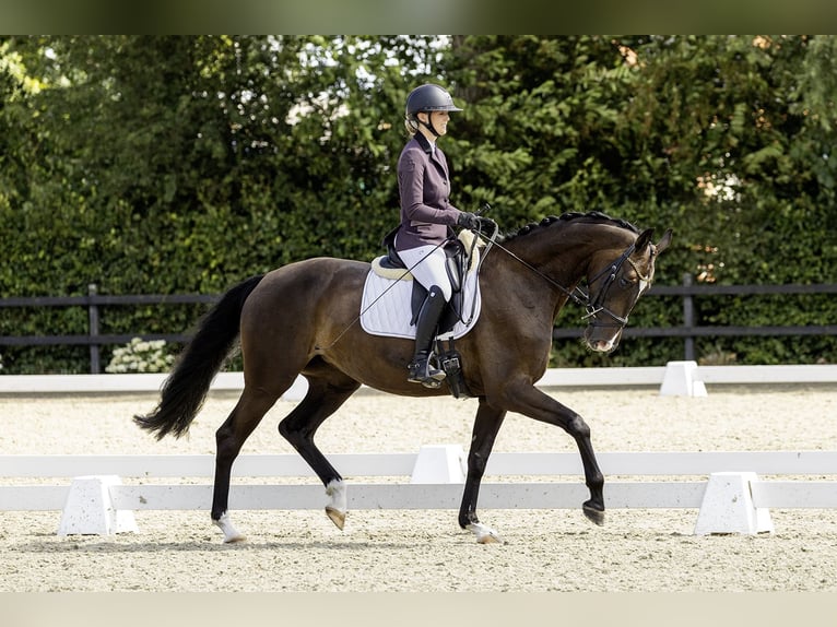 KWPN Merrie 4 Jaar 168 cm Donkerbruin in Rheezerveen