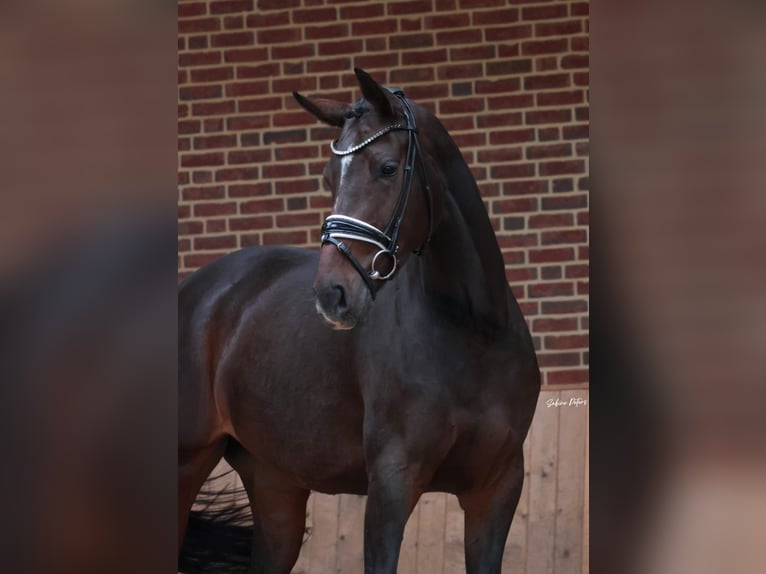 KWPN Merrie 4 Jaar 168 cm Donkerbruin in Goch