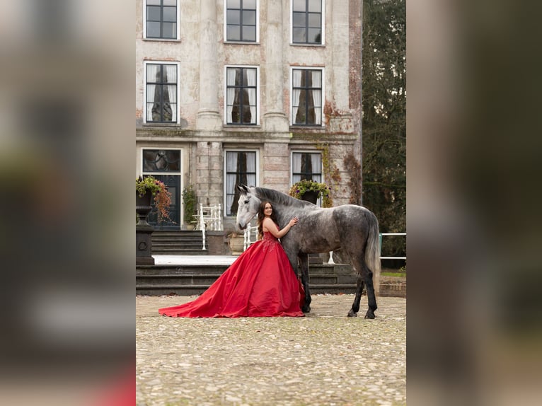 KWPN Merrie 4 Jaar 168 cm Schimmel in Ansen