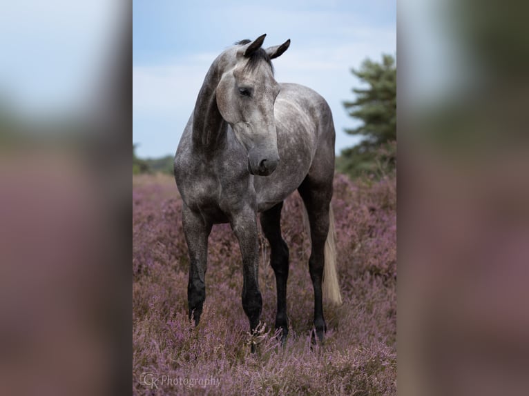 KWPN Merrie 4 Jaar 168 cm Schimmel in Ansen