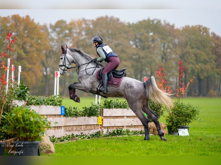 KWPN Merrie 4 Jaar 168 cm Schimmel in Ansen