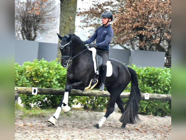 KWPN Merrie 4 Jaar 168 cm Zwart in Neuss