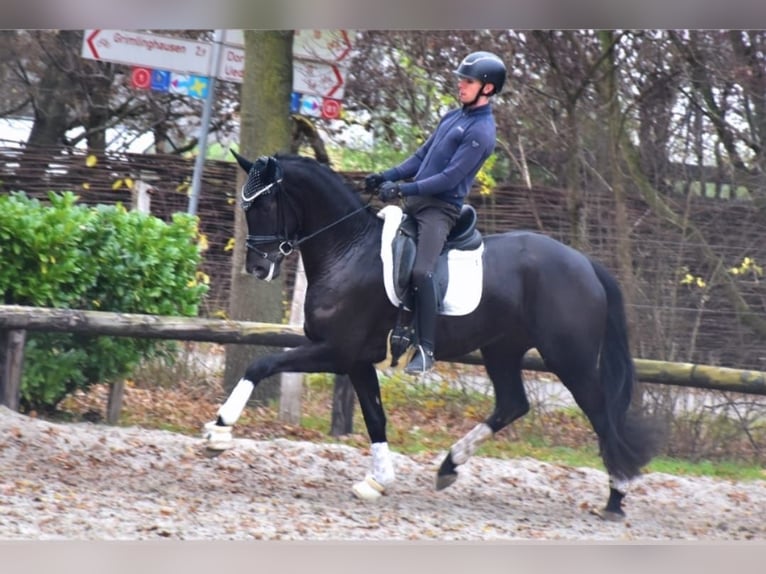 KWPN Merrie 4 Jaar 168 cm Zwart in Neuss