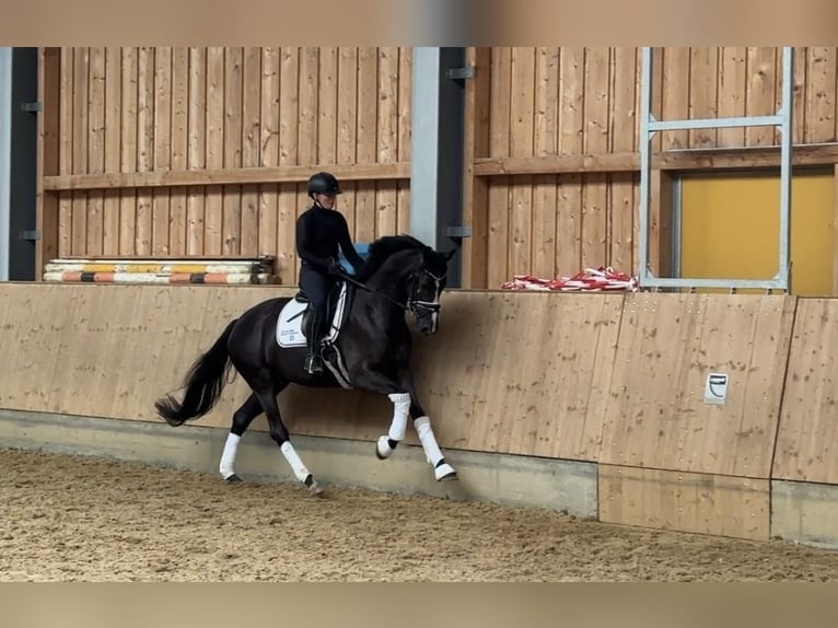 KWPN Merrie 4 Jaar 168 cm Zwartbruin in Jengen