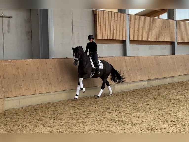 KWPN Merrie 4 Jaar 168 cm Zwartbruin in Jengen